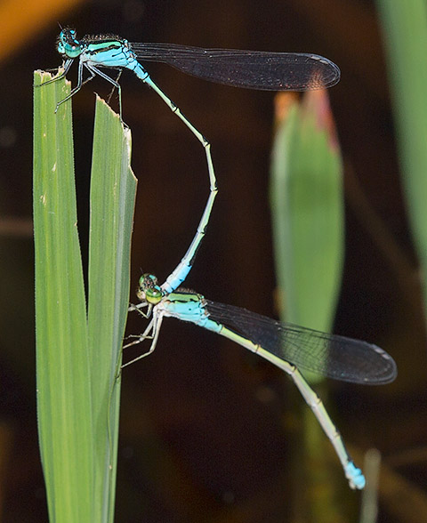 Pseudagrion coeleste coeleste Catshead Sprite pair